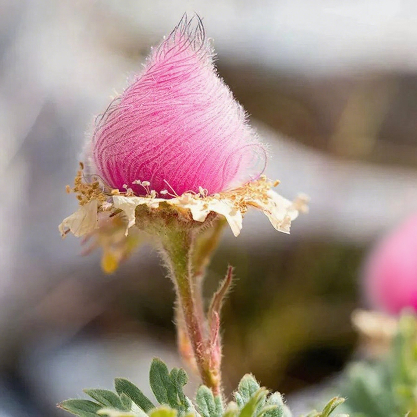 Mix Color Prairie Smoke Flower,Geum Triflorum 
