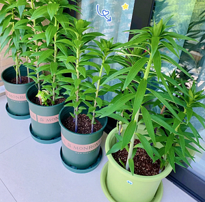 🌺Perfume Lily Bulbs—Fresh and Sweet