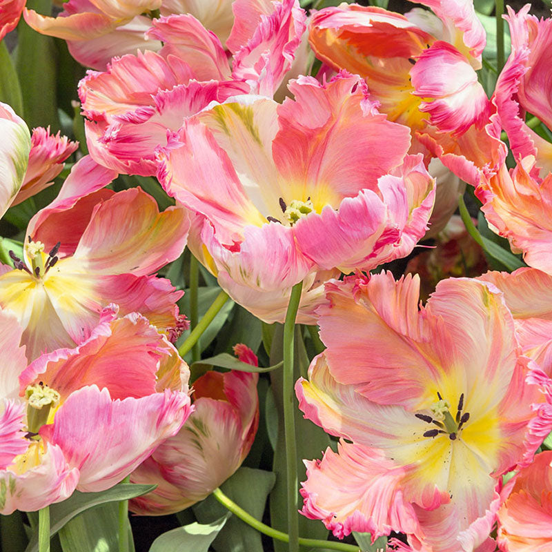 Apricot Parrot Tulip Seeds