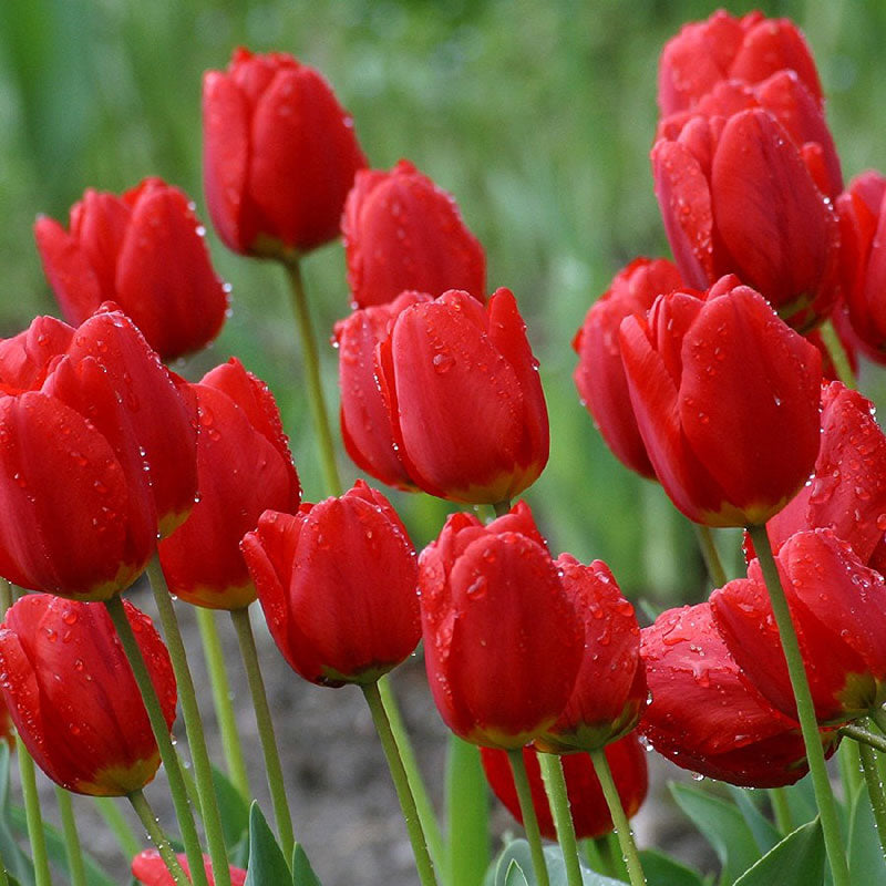 Red Impression Tulip Seeds