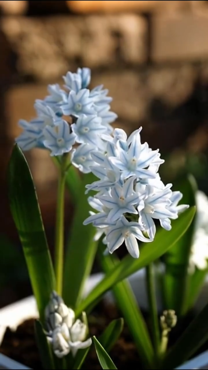🌱 Blue-Striped Squill: Your Little Messenger of Hope & New Beginnings