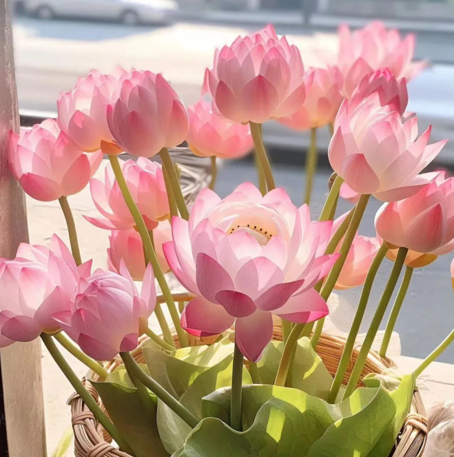 🌸【7 days germination】Last Day Sale - 50% OFF💐The Sacred Bonsai Bowl Lotus Flower