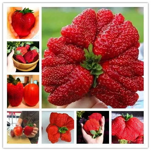 🍓Super Giant Strawberry Seeds – Grow Juicy, Extra-Large Strawberries!