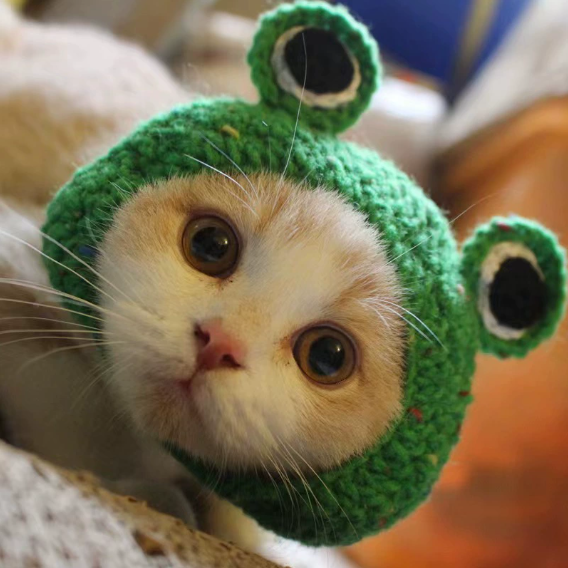 🐱Pet cat headgear