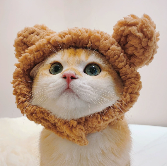 🐱Pet cat headgear
