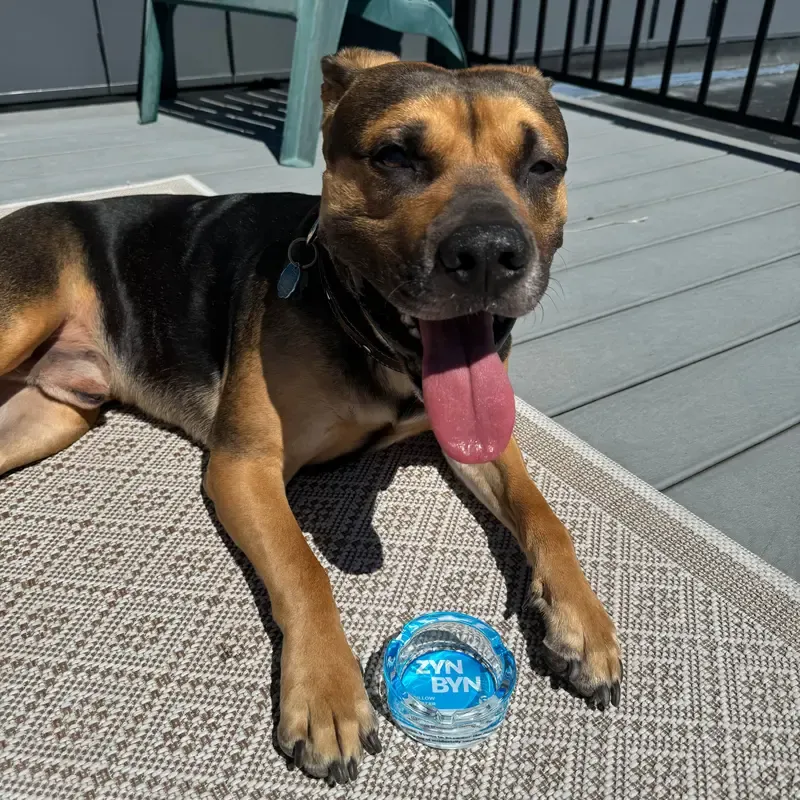 The ZynByn: Official Lip Pillow Dumpster - The Perfect Gift for Him or Her to Cleanup in Style!