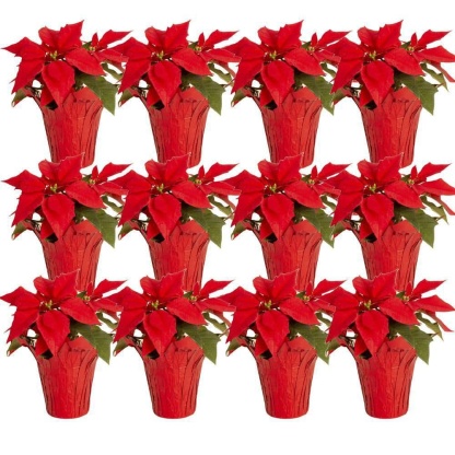 Fresh Red Poinsettia Indoor Plant with 1 Pt. Red Pot Cover, Avg. Shipping Height 10 in Tall (Live 12-Pack)