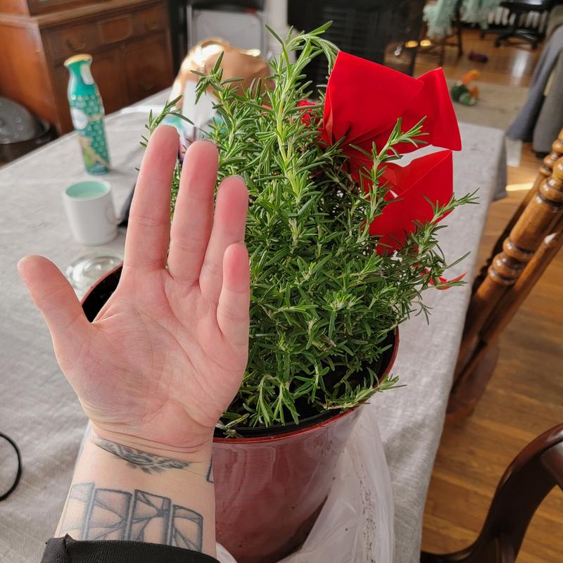 2 Gal. Rosemary Evergreen Holiday Plant in Decorative Red Pot with Pale Blue to White Flowers