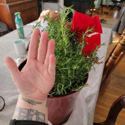 2 Gal. Rosemary Evergreen Holiday Plant in Decorative Red Pot with Pale Blue to White Flowers