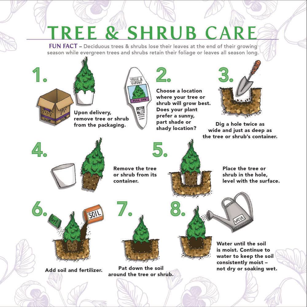 1 Gal. Rosemary Tree Live Holiday Plant in Red Pot