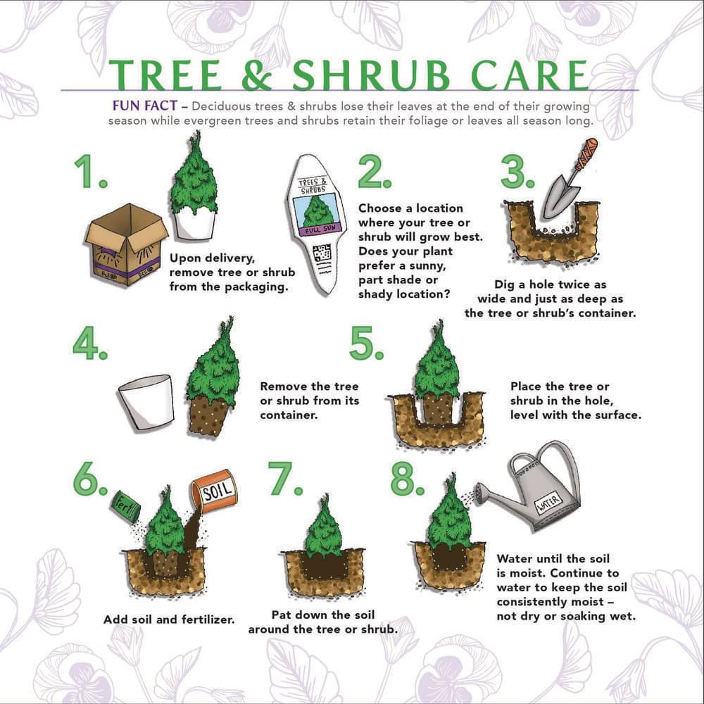 1 Gal. Rosemary Tree Live Holiday Plant in Red Pot