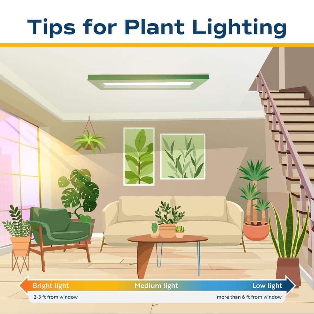 Norfolk Island Pine Indoor Holiday Plant in 10 in. 2-Tone Decor Pot, Avg. Shipping Height 3 ft. Tall