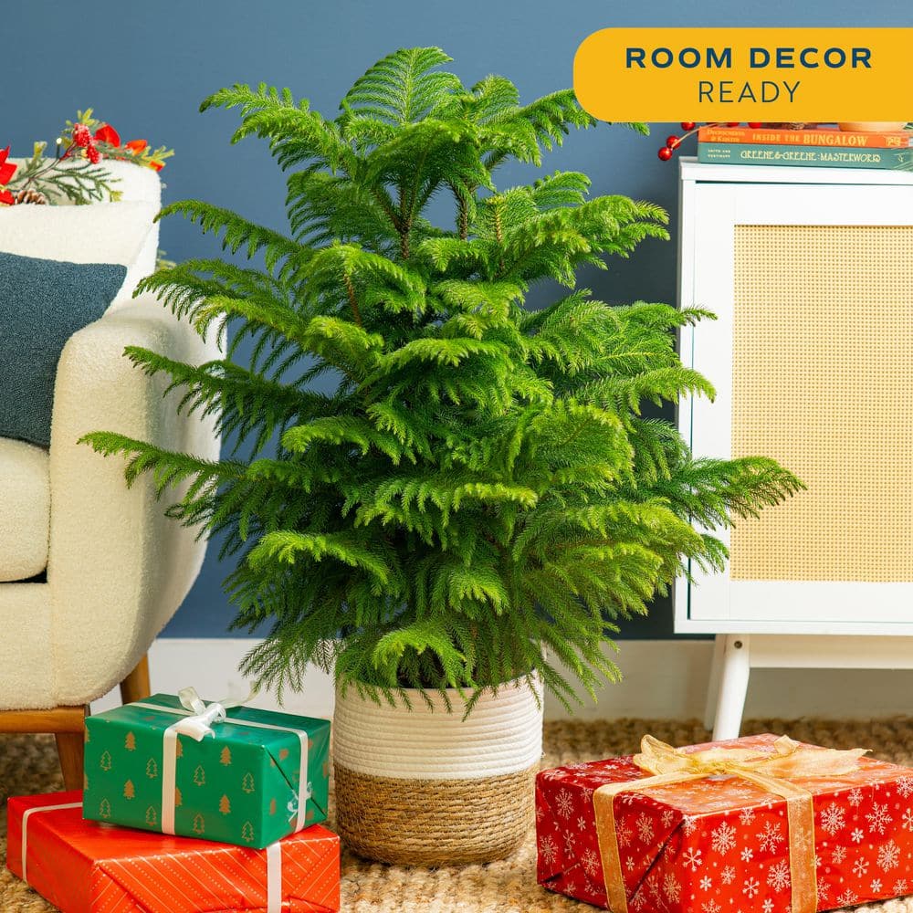 Norfolk Island Pine Indoor Holiday Plant in 10 in. 2-Tone Decor Pot, Avg. Shipping Height 3 ft. Tall
