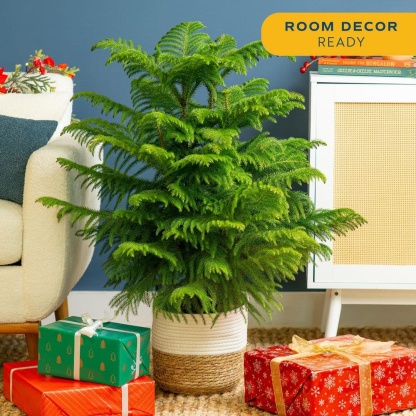 Norfolk Island Pine Indoor Holiday Plant in 10 in. 2-Tone Decor Pot, Avg. Shipping Height 3 ft. Tall
