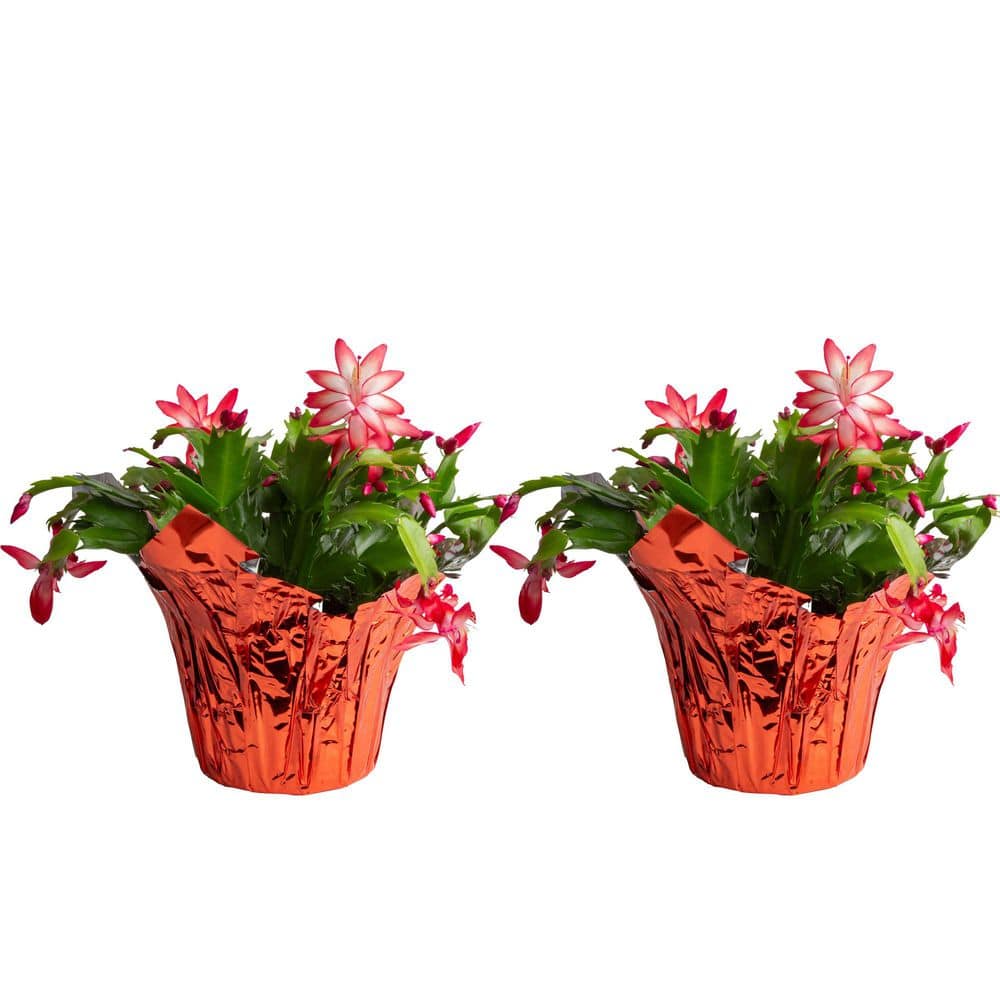 Grower's Choice Holiday Christmas Cactus in 6 in. Decor Pot Cover, Avg. Shipping Height 10 in. (2-Pack)