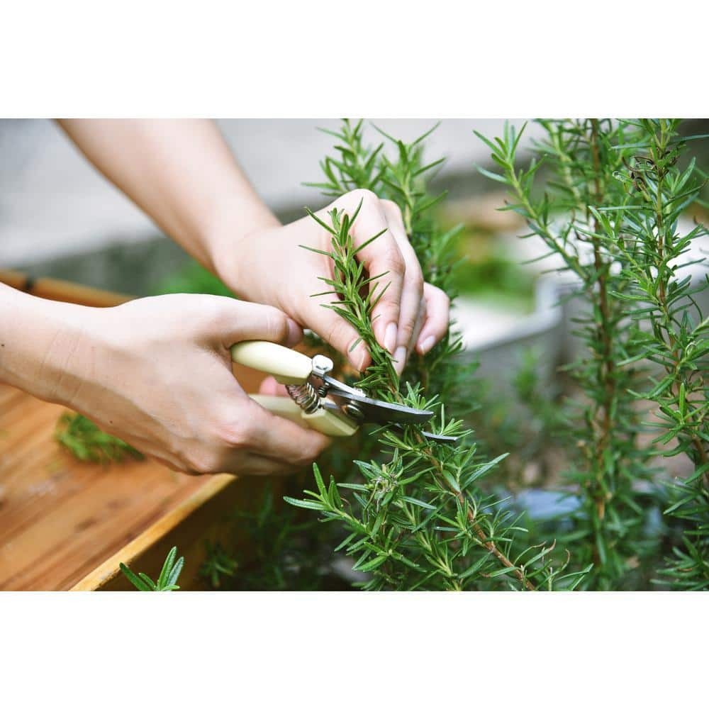 1 Gal. Rosemary Tree Live Holiday Plant in Red Pot