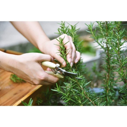 1 Gal. Rosemary Tree Live Holiday Plant in Red Pot