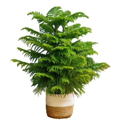 Norfolk Island Pine Indoor Holiday Plant in 10 in. 2-Tone Decor Pot, Avg. Shipping Height 3 ft. Tall