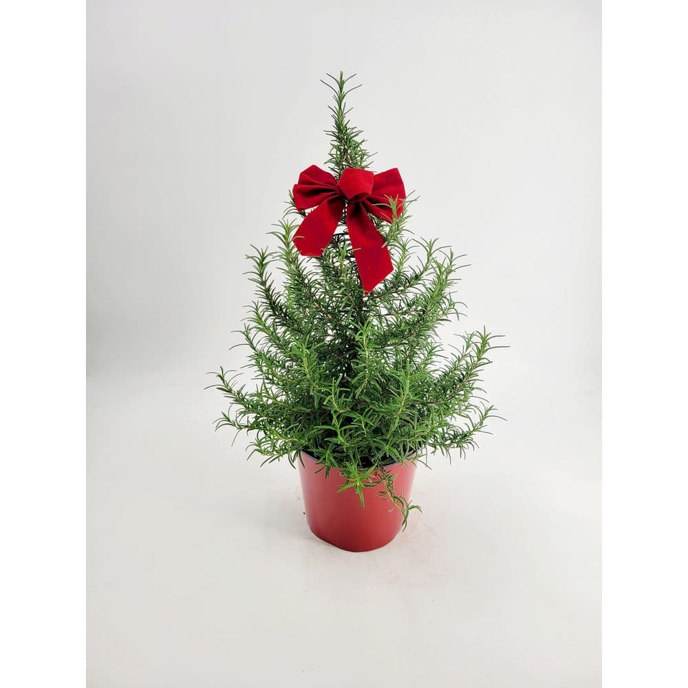 1 Gal. Rosemary Tree Live Holiday Plant in Red Pot