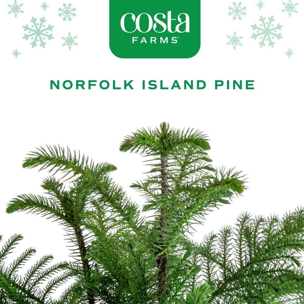 Norfolk Island Pine Indoor Holiday Plant in 10 in. 2-Tone Decor Pot, Avg. Shipping Height 3 ft. Tall