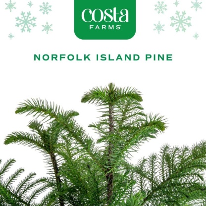Norfolk Island Pine Indoor Holiday Plant in 10 in. 2-Tone Decor Pot, Avg. Shipping Height 3 ft. Tall