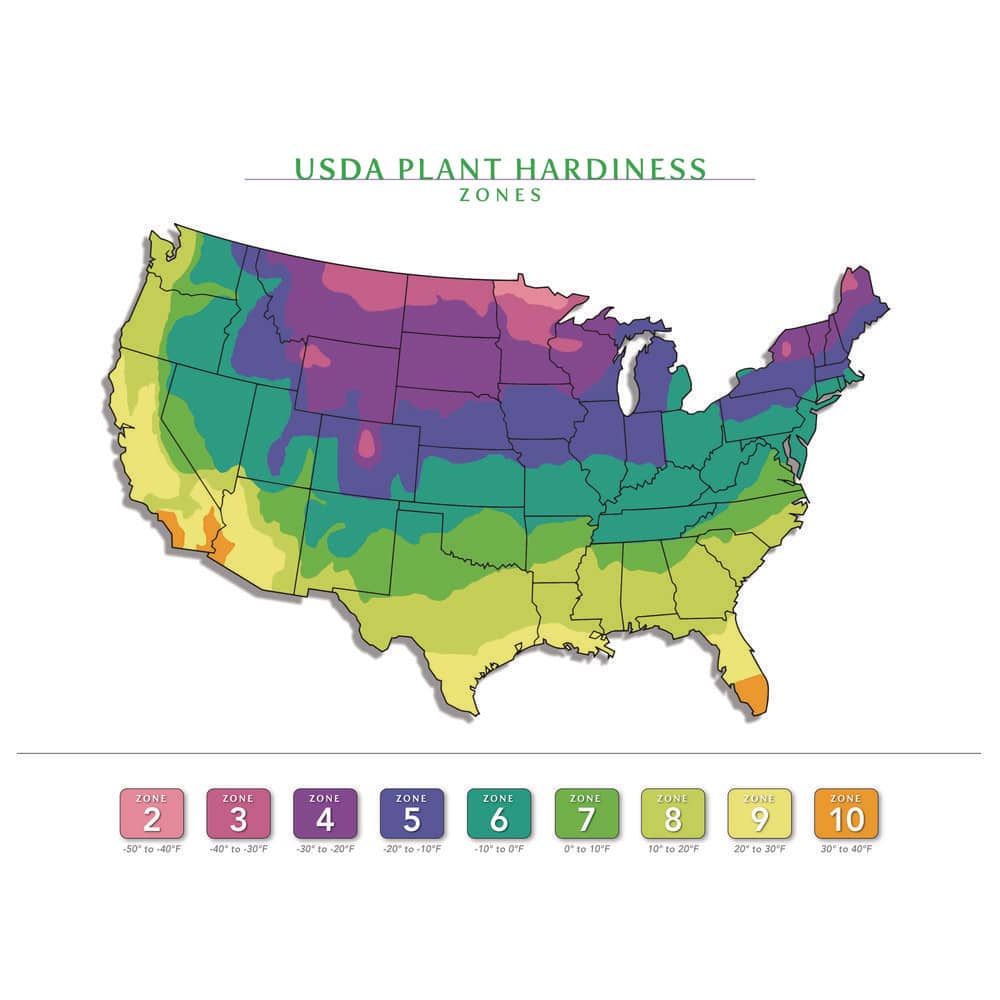 1 Gal. Rosemary Tree Live Holiday Plant in Red Pot