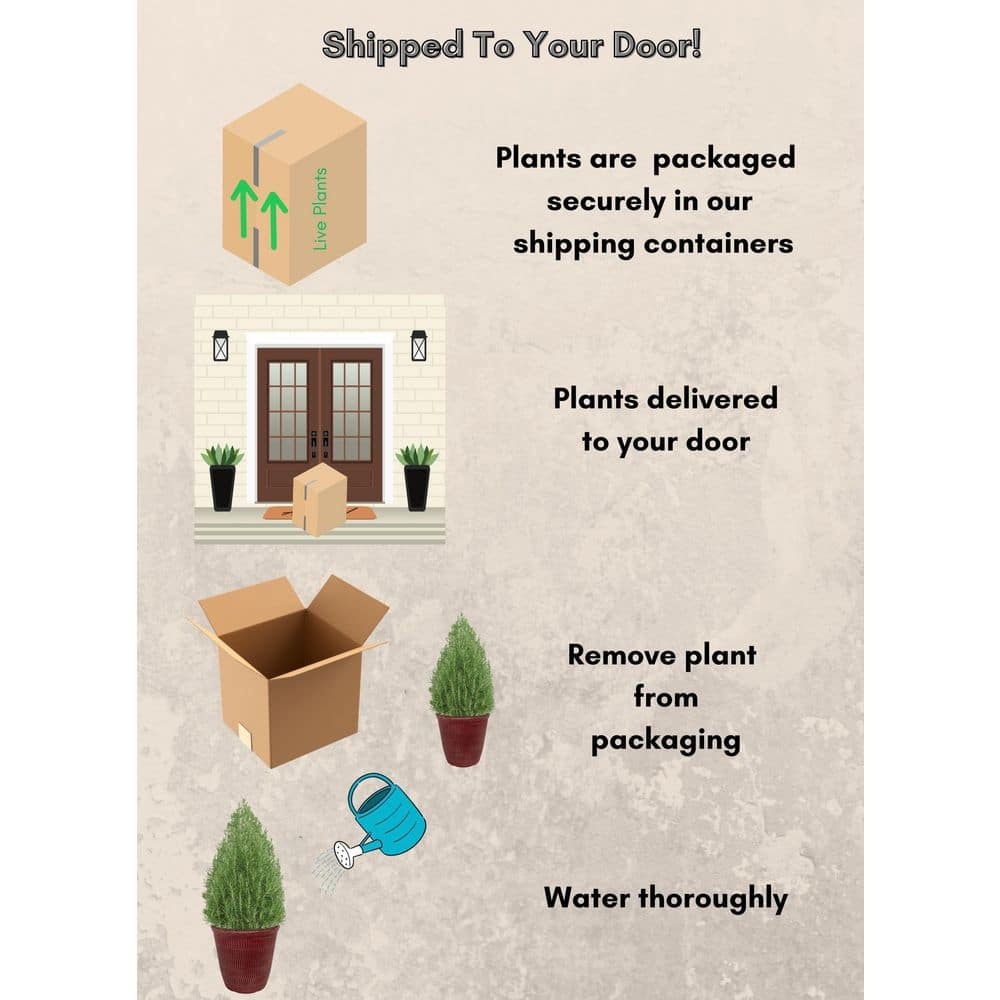 2 Gal. Rosemary Evergreen Holiday Plant in Decorative Red Pot with Pale Blue to White Flowers