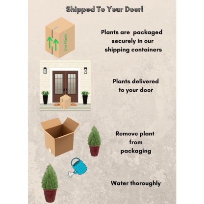 2 Gal. Rosemary Evergreen Holiday Plant in Decorative Red Pot with Pale Blue to White Flowers