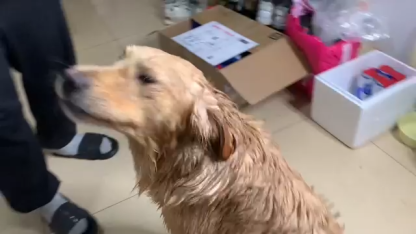 Dog Bathrobe Super Absorbent Dog Towels Large Quick Drying Robes for After Bath Soft Adjustable Warm Keeping Dogs Towel(S-XXL)