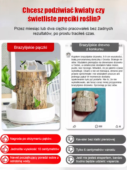 【Gwiazda Likwidacji Formaldehydu】Wodne Drzewko Szczęścia