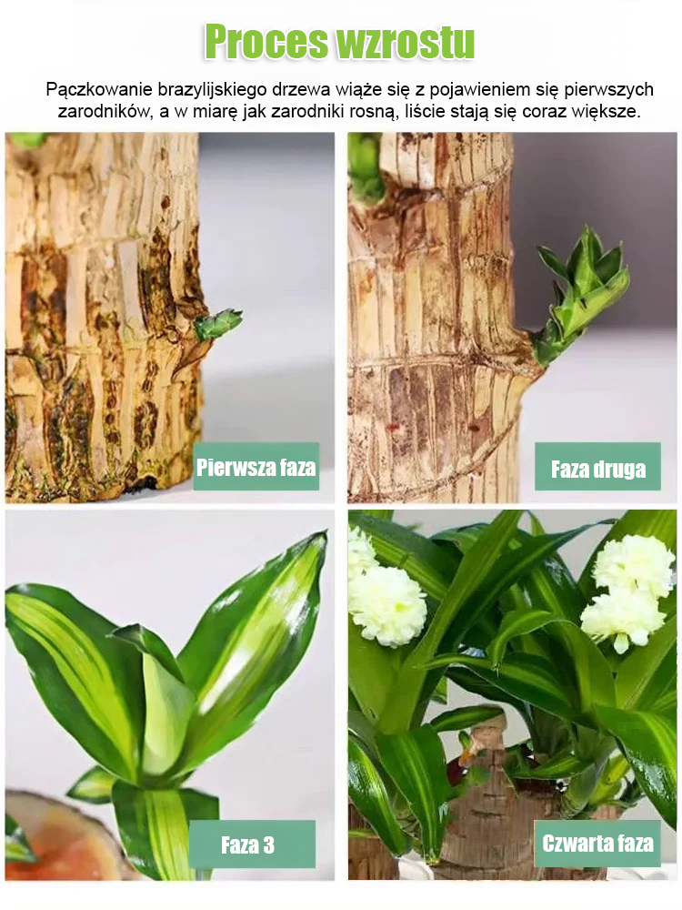 【Gwiazda Likwidacji Formaldehydu】Wodne Drzewko Szczęścia