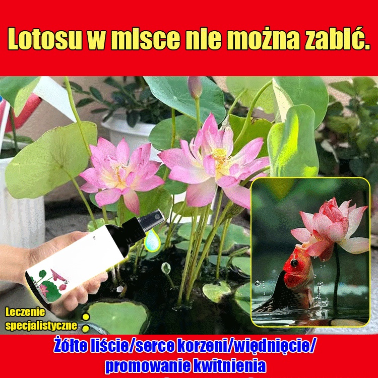 【Kiełkuje w 3 dni】Specjalny płyn odżywczy do lotosów w misce