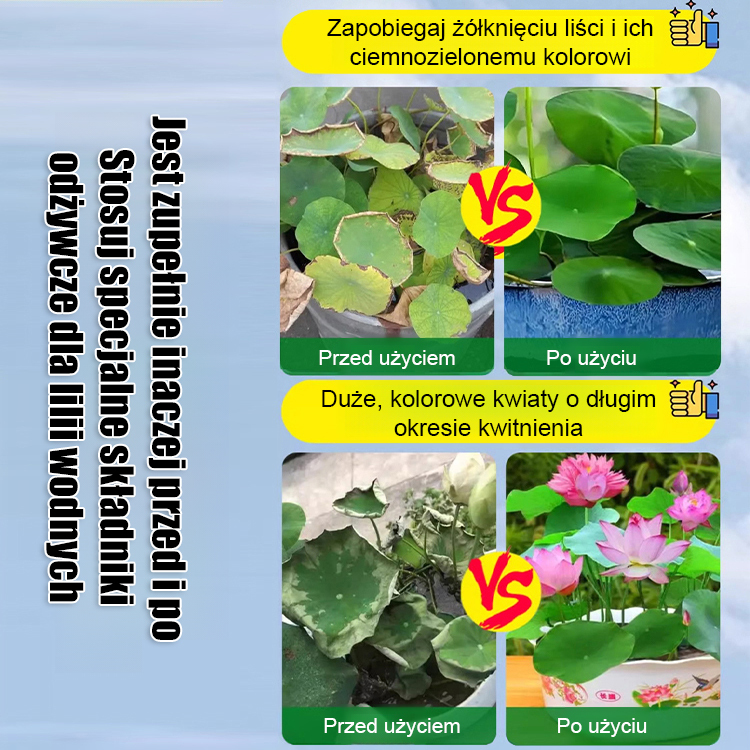 【Kiełkuje w 3 dni】Specjalny płyn odżywczy do lotosów w misce