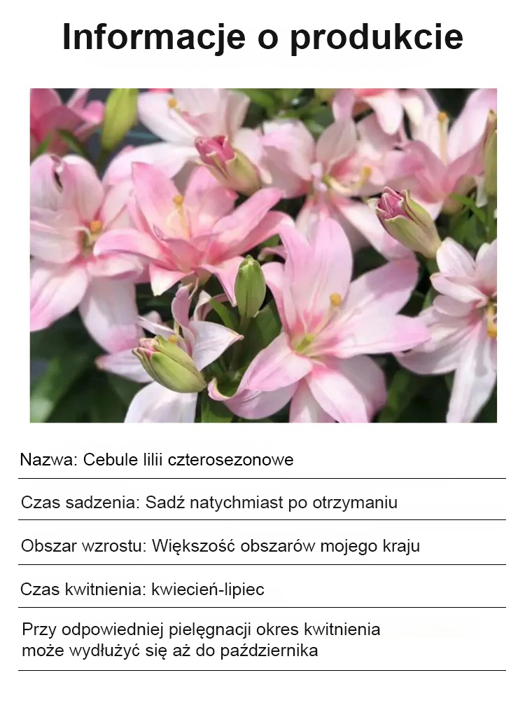 Cebulki lilii Four Seasons