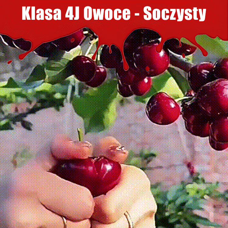 [Kup jedną, dostaniesz cztery] Posadź sadzonki wiśni 4J już teraz, a w kwietniu będą gotowe do spożycia