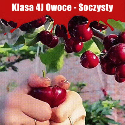 [Kup jedną, dostaniesz cztery] Posadź sadzonki wiśni 4J już teraz, a w kwietniu będą gotowe do spożycia