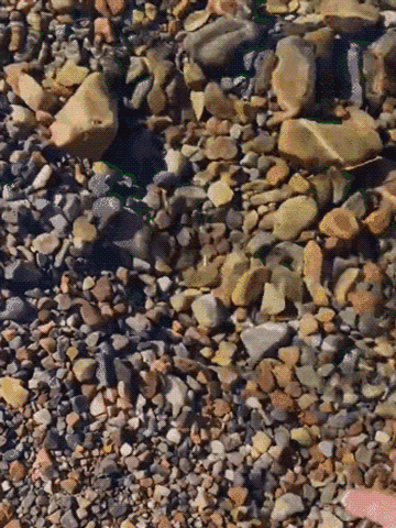 Jedna torba na dziesięć mu: środek oczyszczający wodę do hodowli ryb i krewetek, który nie szkodzi r