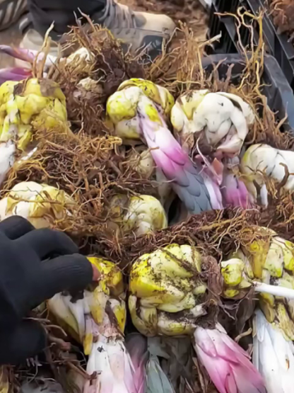 Cebulki lilii Four Seasons