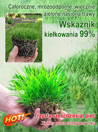 【Kiełkowalność 99%】Całoroczne mrozoodporne nasiona trawy na trawnik.Nawet początkujący mogą z łatwością założyć trawnik