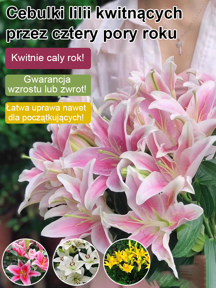 Cebulki lilii Four Seasons