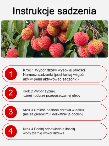 🌳 "To właśnie sadzonka Króla Liczi, którą możesz zasadzić TERAZ i zbierać owoce jeszcze w tym roku! Praktycznie bez pielęgnacji będzie owocować przez dekady!"