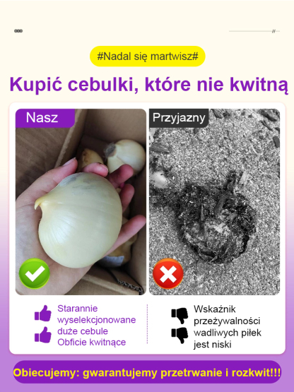 【Jednorazowe sadzenie, kwitnienie co roku】Cebule czosnek olbrzymi łatwe do uprawy przez cały rok.