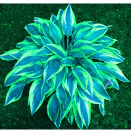 Nasiona rzadkiego hosta z kolorowymi liśćmi