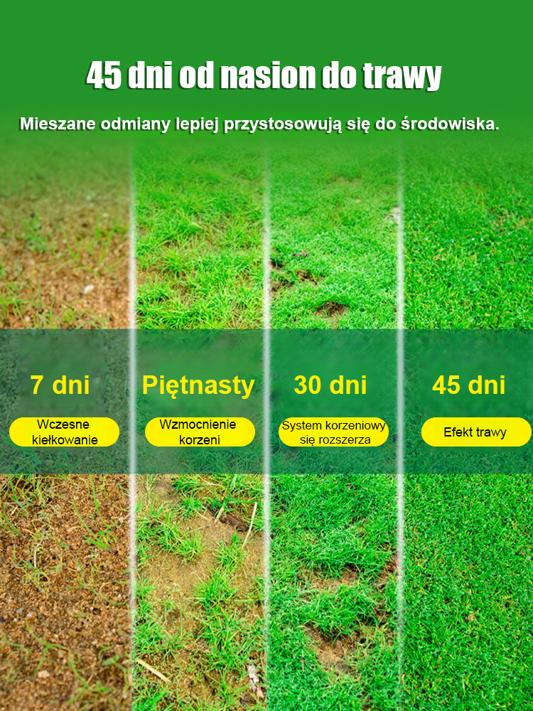 ✅ Kiełkowanie w 7 dni | Zielony dywan po 30 dniach | Odporny na mróz i wysoką temperaturę, zielony przez cały rok