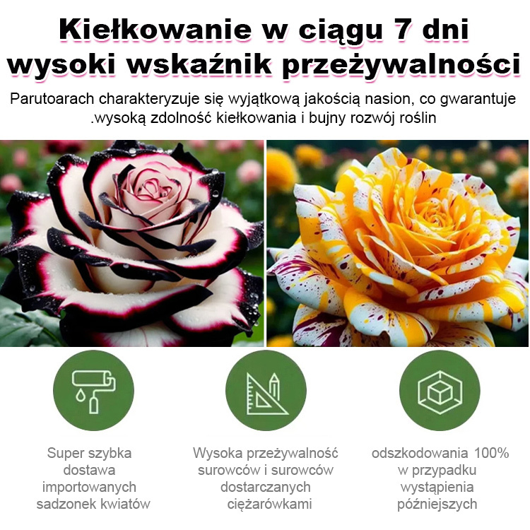 🌸🌸Nasiona róży wielogłowej plamistej są uprawiane przy użyciu zaawansowanej technologii kosmicznej, co zapewnia im niezwykłą trwałość i witalność