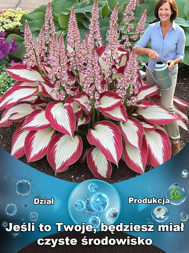 Nasiona rzadkiego hosta z kolorowymi liśćmi