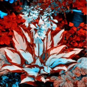 Nasiona rzadkiego hosta z kolorowymi liśćmi