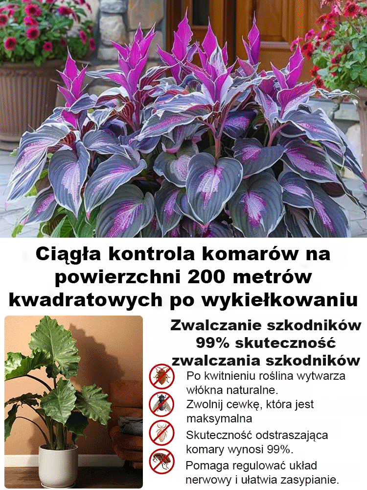 Nasiona rzadkiego hosta z kolorowymi liśćmi