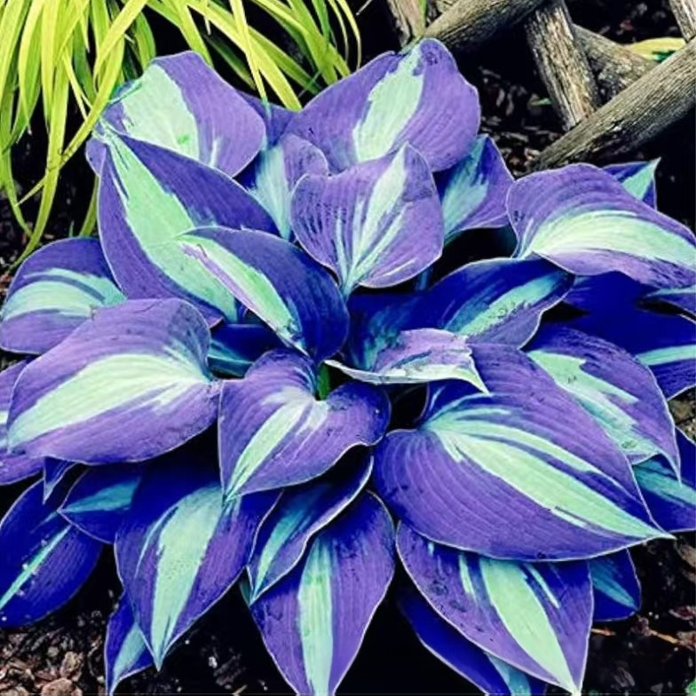 Nasiona rzadkiego hosta z kolorowymi liśćmi