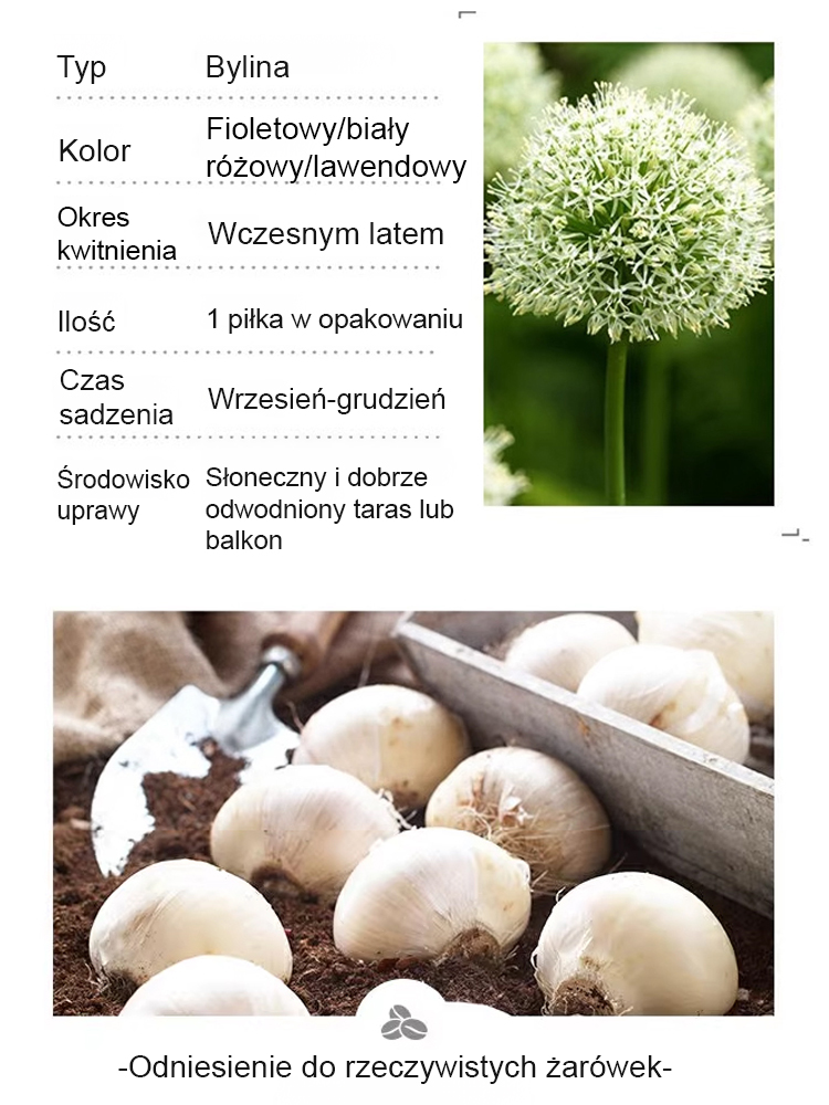 【Jednorazowe sadzenie, kwitnienie co roku】Cebule czosnek olbrzymi łatwe do uprawy przez cały rok.
